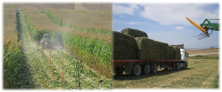 AgroenergÃ­a: GarantÃ­a de suministro para plantas de biomasa.